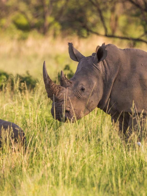 tanzania-safari-tours-rhino